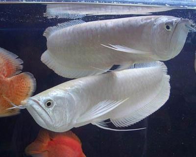 銀龍魚苗光照不足的影響：如何改善銀龍魚苗光照需求與飼料關系