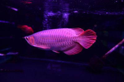紅龍魚用燈6700K和13000K的區別：紅龍魚用6700k和13000k的區別