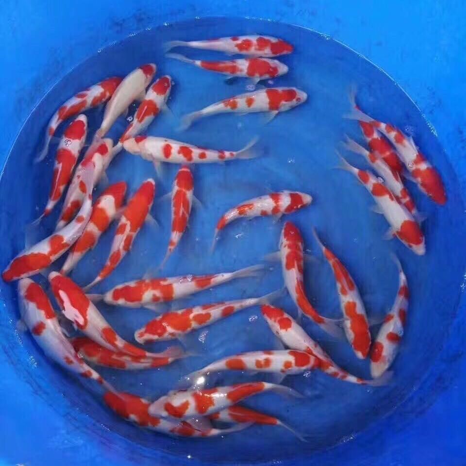為什么沒有賣龍魚苗的：在線銷售平臺上存在關于龍魚苗的銷售信息是否存在
