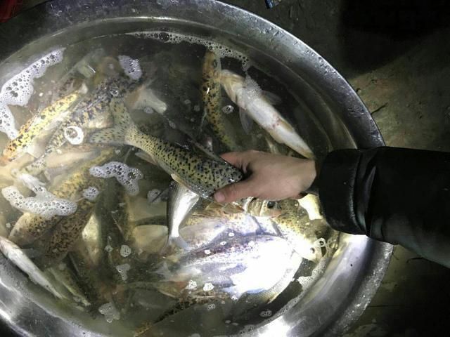為什么沒有賣龍魚苗的：在線銷售平臺上存在關于龍魚苗的銷售信息是否存在