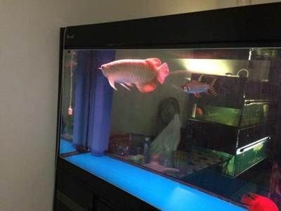 紅龍魚經(jīng)常趴缸怎么回事（紅龍魚經(jīng)常趴缸是什么原因?qū)е录t龍魚趴缸怎么辦）