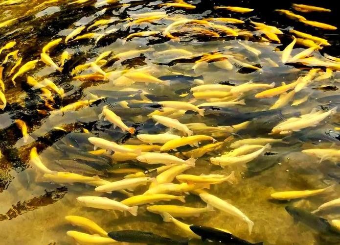 武山開水族店怎么樣？加盟祥龍魚場賣龍魚市場怎樣？