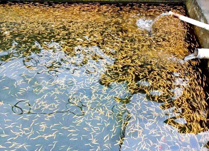武山開水族店怎么樣？加盟祥龍魚場賣龍魚市場怎樣？