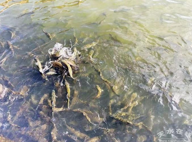 武山開水族店怎么樣？加盟祥龍魚場賣龍魚市場怎樣？