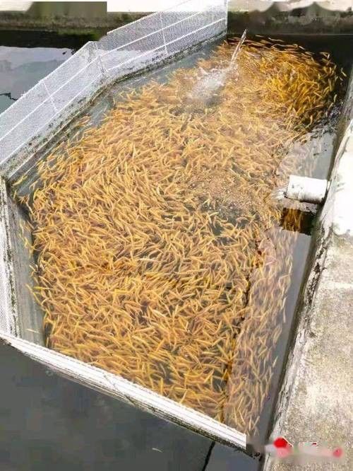 武山開水族店怎么樣？加盟祥龍魚場賣龍魚市場怎樣？