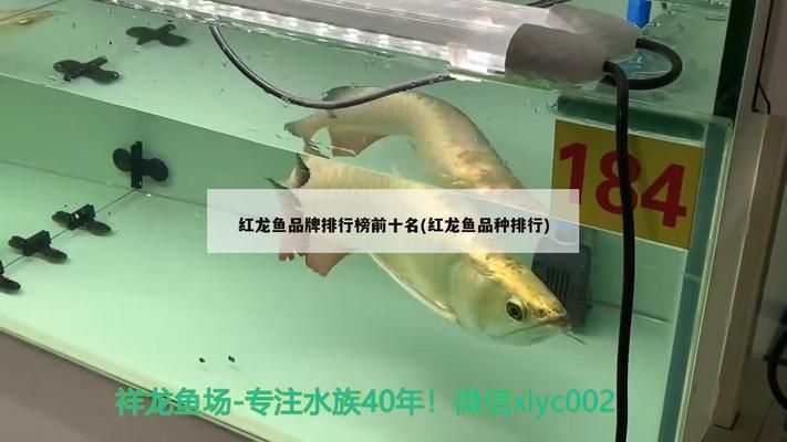 龍魚排行榜前十名：龍魚排行榜前十名的詳細(xì)信息