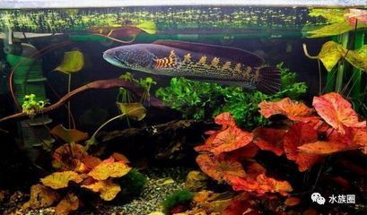 眼鏡蛇雷龍魚(yú)怎么分品相：如何鑒別眼鏡蛇雷龍魚(yú)品相