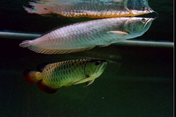銀龍魚怕黑嗎