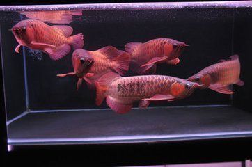 家里養六角龍魚吉利嘛：六角龍魚被認為是吉祥的象征