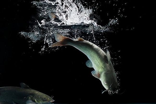 紅原開水族店怎么樣？加盟祥龍魚場賣龍魚市場怎樣？