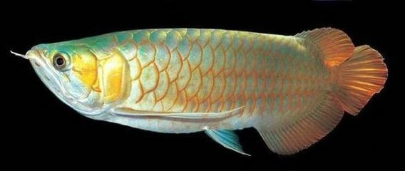金龍魚失鰾：金龍魚失鰾怎么辦 金龍魚失鰾：金龍魚失鰾怎么辦 龍魚百科 第1張