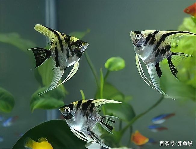 新榮開水族店怎么樣？加盟祥龍魚場賣龍魚市場怎樣？ 新榮開水族店怎么樣？加盟祥龍魚場賣龍魚市場怎樣？ 水族館百科（水族館加盟） 第2張