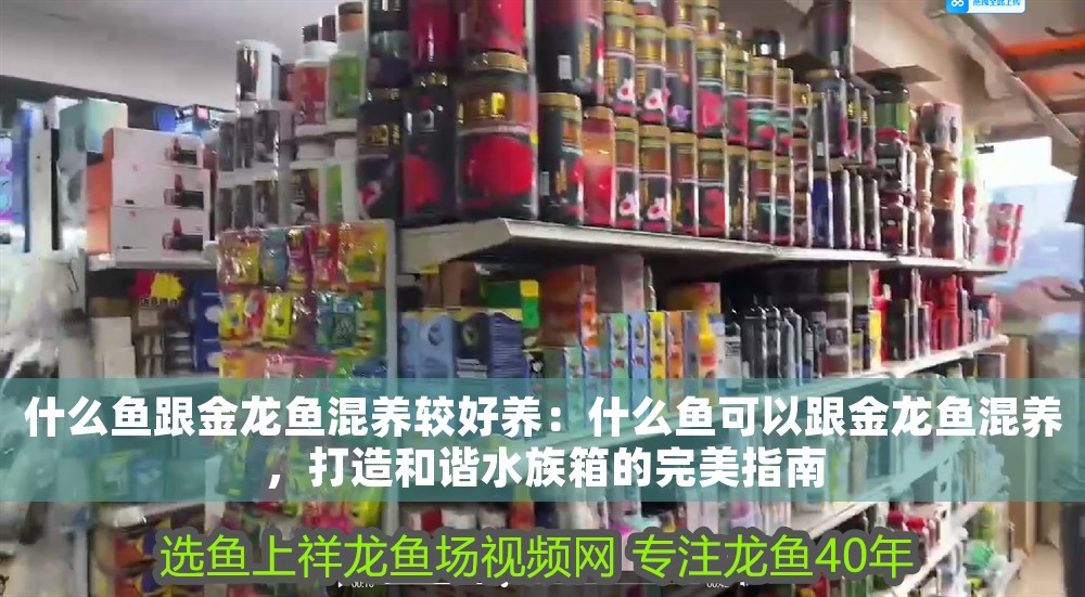 什么魚跟金龍魚混養較好養：什么魚可以跟金龍魚混養，打造和諧水族箱的完美指南