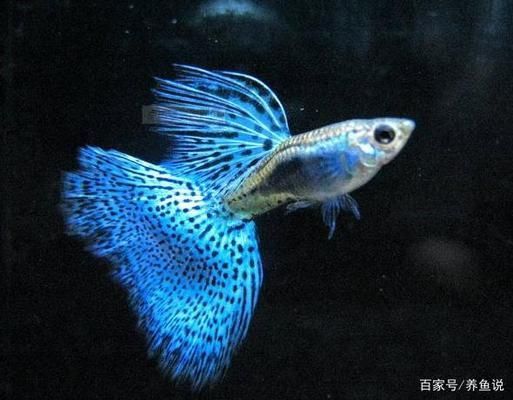 養(yǎng)龍魚放黃粉行嗎：養(yǎng)龍魚使用黃粉時(shí)需要注意以下幾點(diǎn)，養(yǎng)龍魚需要注意