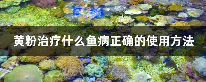養龍魚放黃粉行嗎：養龍魚使用黃粉時需要注意以下幾點，養龍魚需要注意