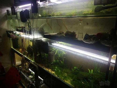 福州開水族店怎么樣？加盟祥龍魚場賣龍魚市場怎樣？