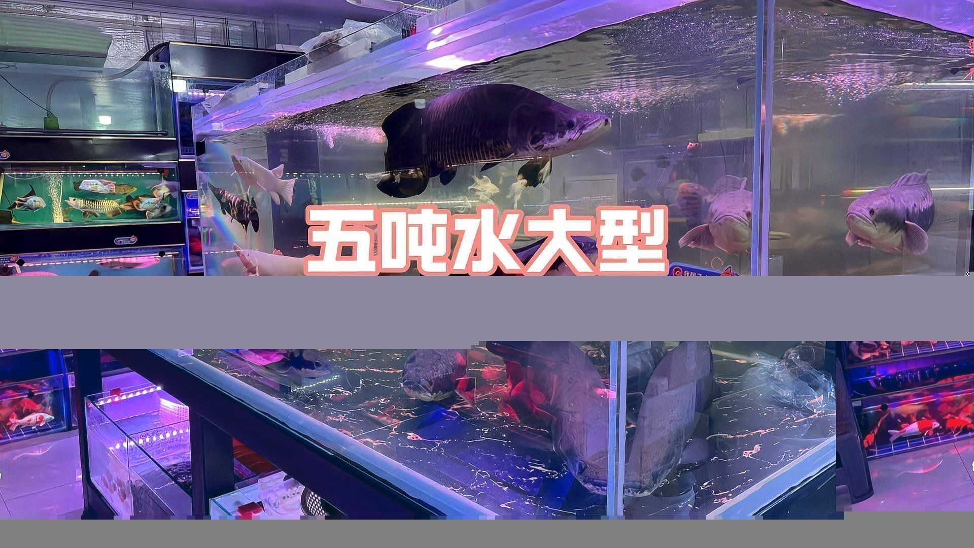 頭道湖開水族店怎么樣？加盟祥龍魚場賣龍魚市場怎樣？