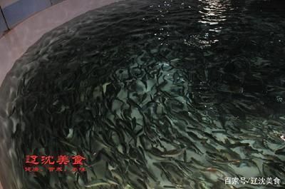 龍魚苗吃什么好：龍魚苗在成長過程中需要攝取足夠的營養(yǎng)以支持其快速生長和發(fā)育