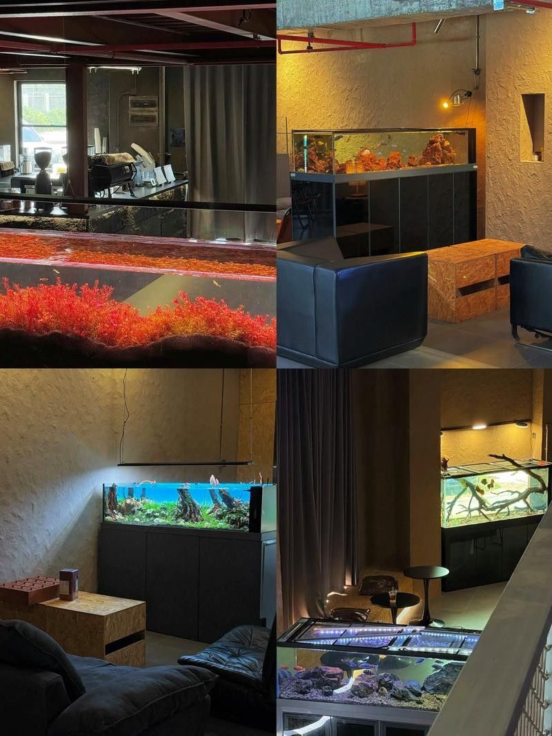 佛山開水族店怎么樣？加盟祥龍魚場賣龍魚市場怎樣？