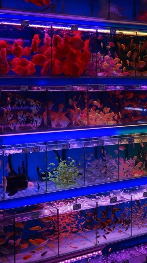 佛山開水族店怎么樣？加盟祥龍魚場賣龍魚市場怎樣？