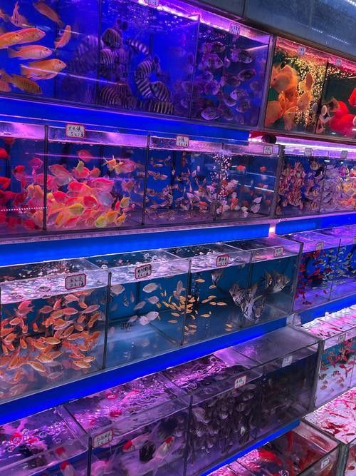 佛山開水族店怎么樣？加盟祥龍魚場賣龍魚市場怎樣？