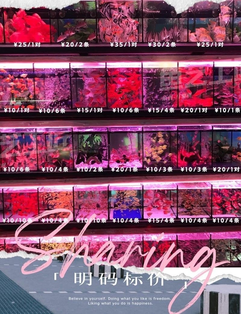 佛山開水族店怎么樣？加盟祥龍魚場賣龍魚市場怎樣？