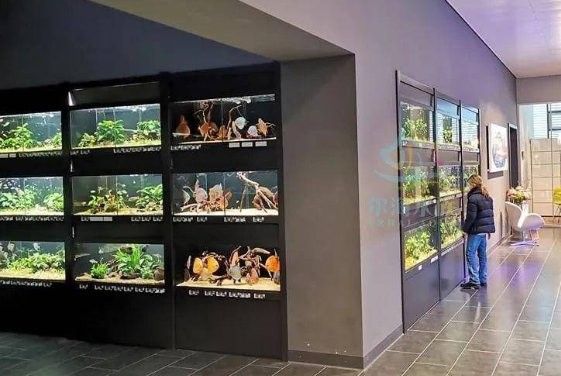 巴林右旗開水族店怎么樣？加盟祥龍魚場賣龍魚市場怎樣？