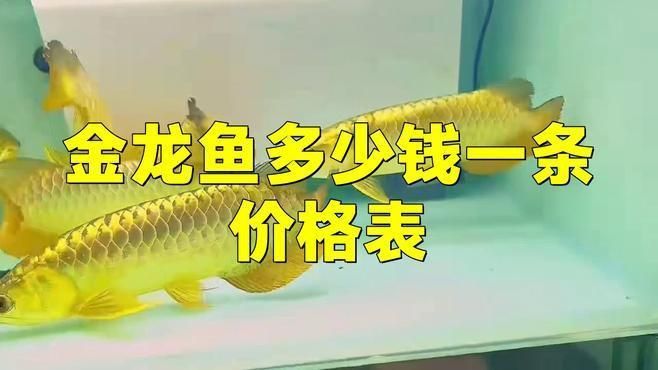 金龍魚血統價格