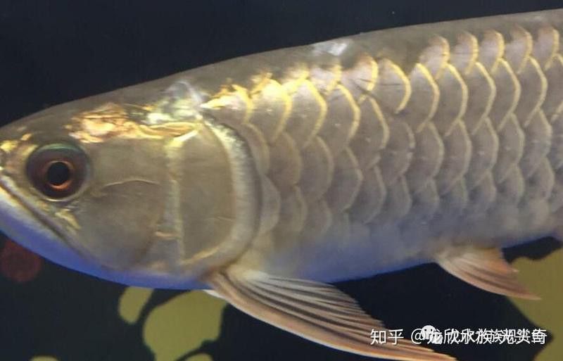 如何判斷龍魚是否得了真菌病？