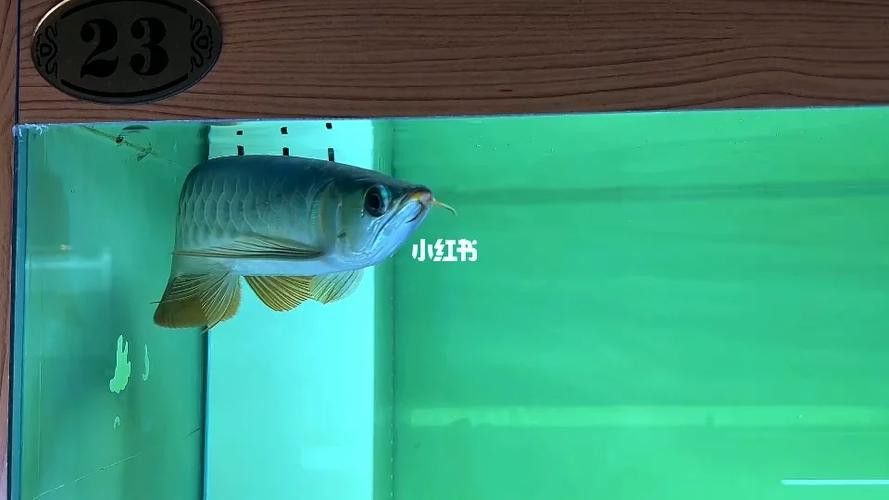 大湖紅龍的主要產(chǎn)地在哪里？