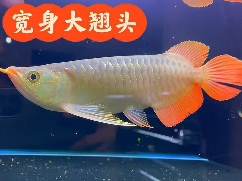 大湖紅龍的主要產(chǎn)地在哪里？