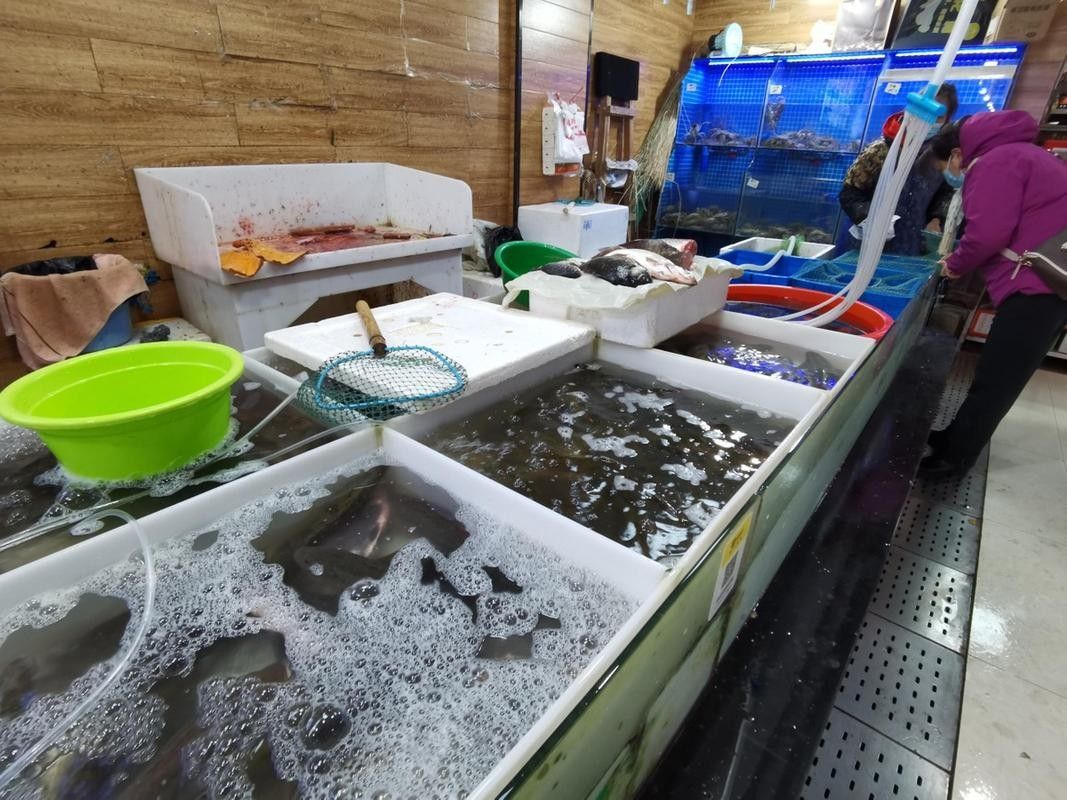 張灣開水族店怎么樣？加盟祥龍魚場賣龍魚市場怎樣？