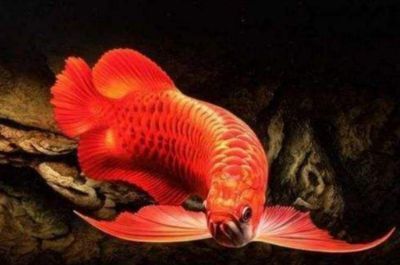 如何預防龍魚掉眼：如何預防龍魚掉眼的發生
