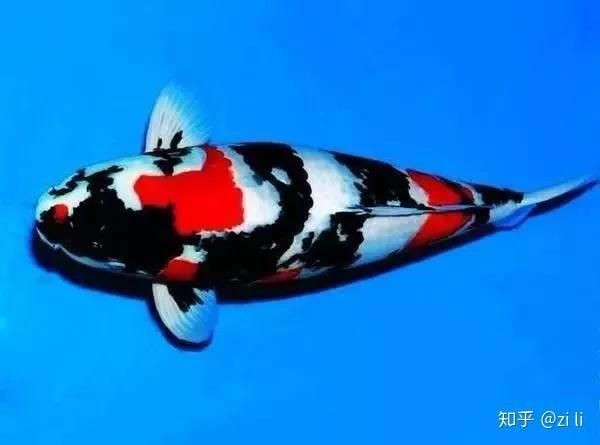 面迫白寫錦鯉 面迫白寫錦鯉 龍魚百科 第2張