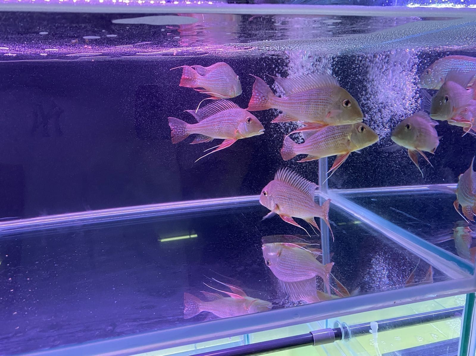 海口開水族店怎么樣？加盟祥龍魚場賣龍魚市場怎樣？