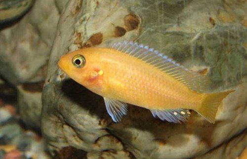 馬鯛最不值錢的顏色