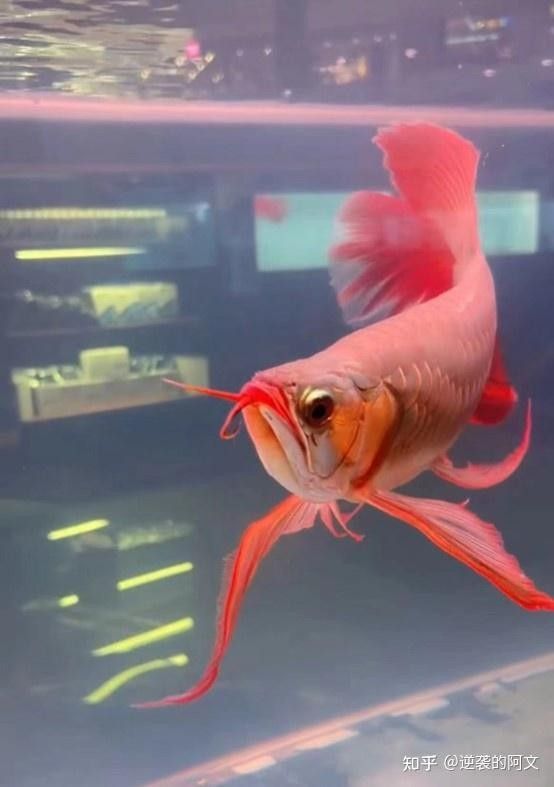 臨河開水族店怎么樣？加盟祥龍魚場賣龍魚市場怎樣？