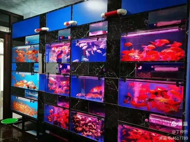 臨夏縣開水族店怎么樣？加盟祥龍魚場賣龍魚市場怎樣？