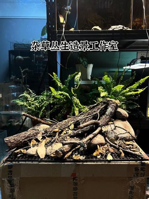 雷龍魚缸造景圖片欣賞 龍魚百科 第18張 雷龍魚缸造景圖片欣賞 雷龍魚缸造景圖片欣賞 龍魚百科 第18張