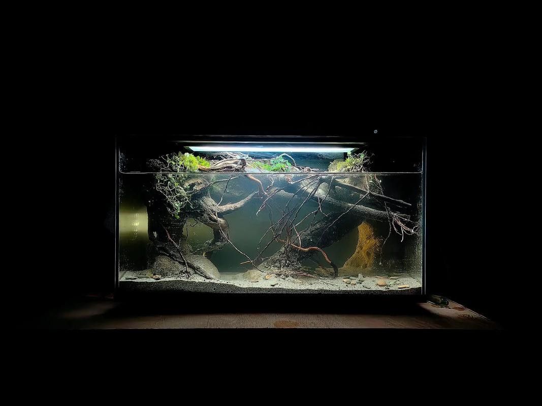 雷龍魚缸造景圖片欣賞 龍魚百科 第39張 雷龍魚缸造景圖片欣賞 雷龍魚缸造景圖片欣賞 龍魚百科 第39張