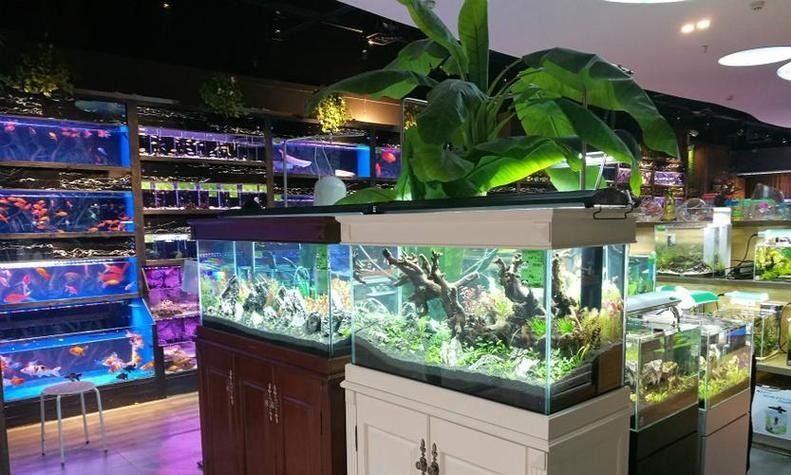 上甘嶺開水族店怎么樣？加盟祥龍魚場賣龍魚市場怎樣？