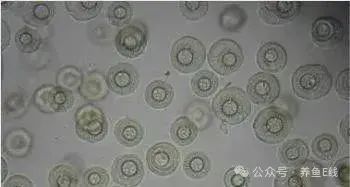 金龍魚(yú)寄生蟲(chóng)感染的癥狀有哪些？