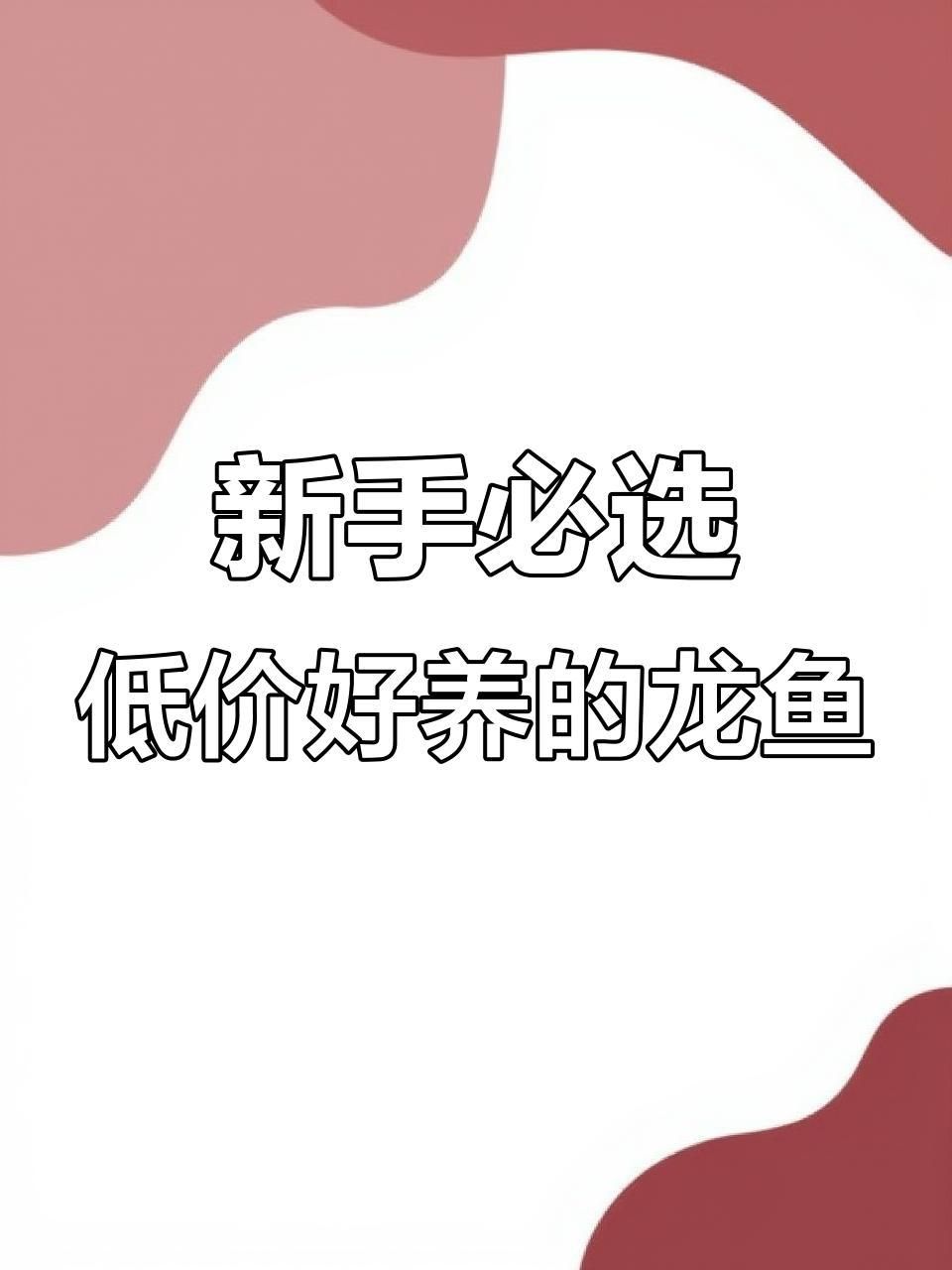 哪種龍魚更適合新手養殖？