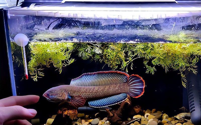 好看的雷龍魚品種