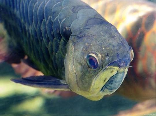 龍魚缸綠水要換水嗎怎么換的：龍魚缸中的綠水過多時，換水的方法涉及到多個步驟