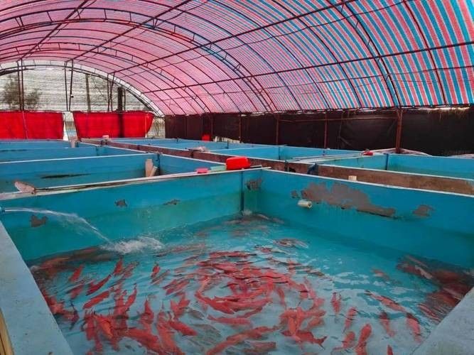佛岡開水族店怎么樣？加盟祥龍魚場賣龍魚市場怎樣？