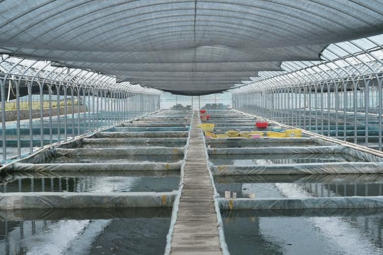 佛岡開水族店怎么樣？加盟祥龍魚場賣龍魚市場怎樣？