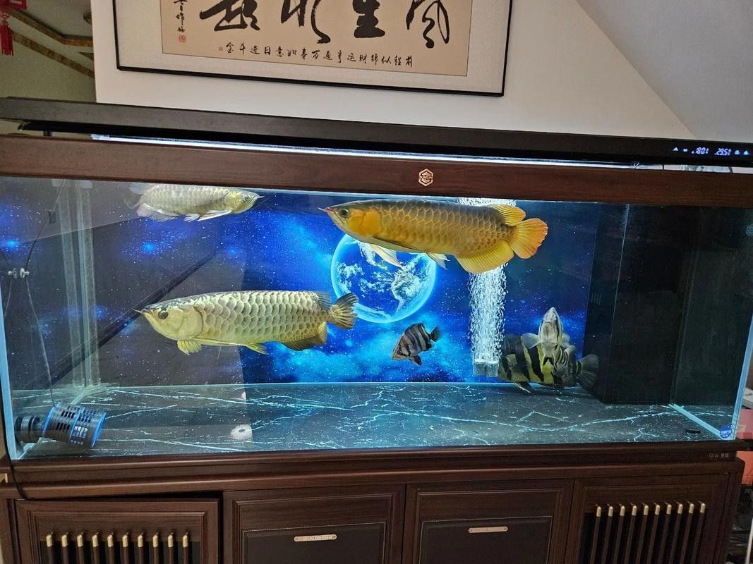 長樂開水族店怎么樣？加盟祥龍魚場賣龍魚市場怎樣？