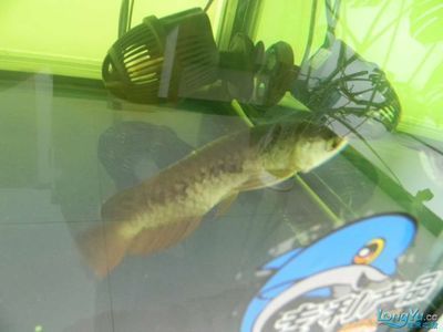 龍魚弓背怎么回事：龍魚弓背是一種常見的體形異常可能由多種因素引起