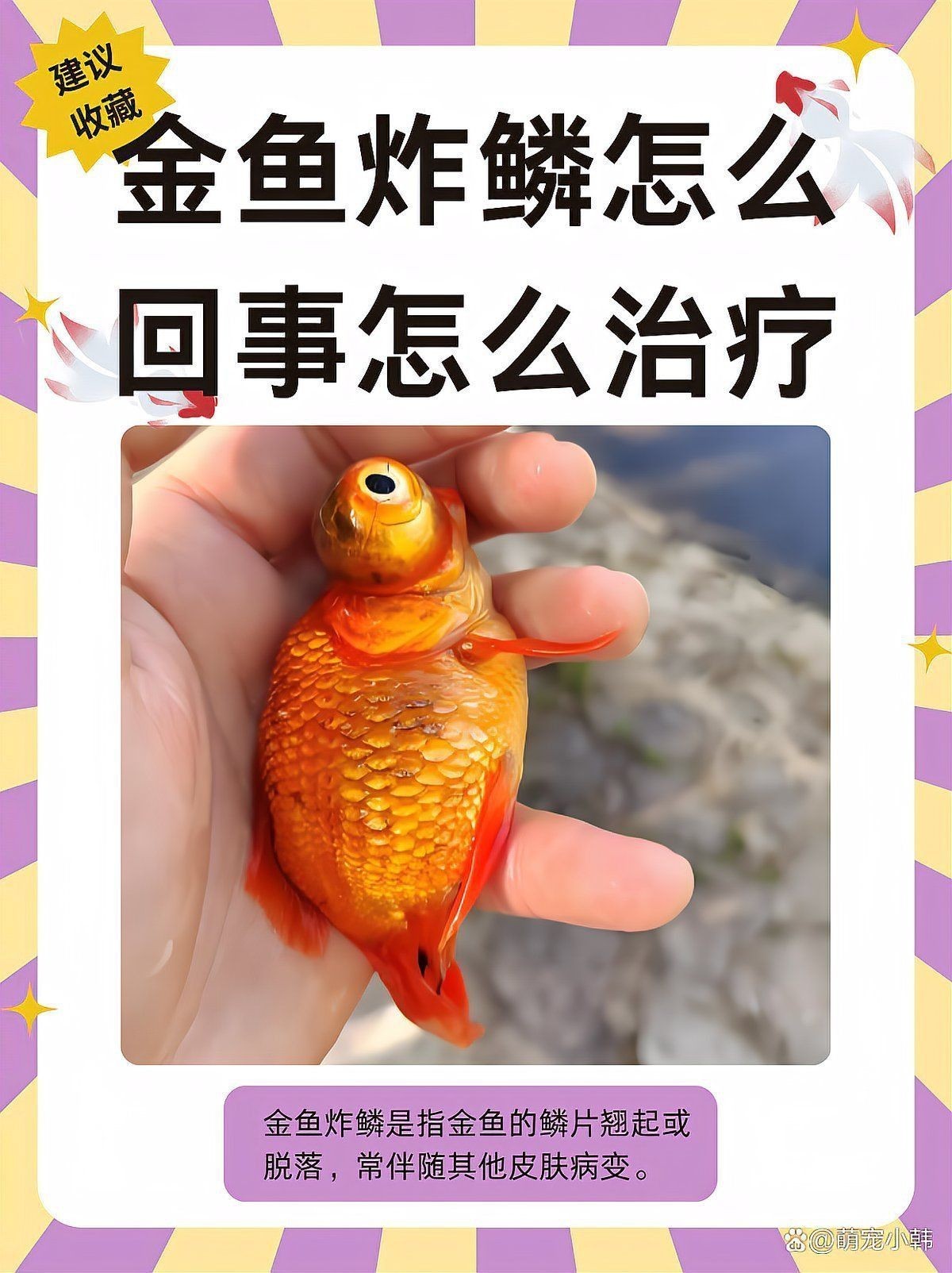 金魚鱗掉了會自愈嗎